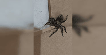 В мережі пишуть про навалу великих павуків в Україні: науковиця відповіла, чи є загроза (фото)