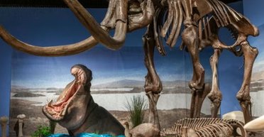 В Германии 40 тыс. лет назад жили бегемоты: им не помешал даже ледниковый период