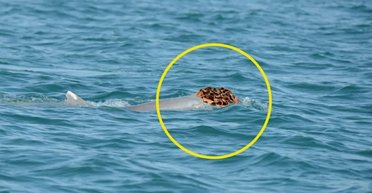 Дельфины бороздят океан в шляпах из морских губок: у животных есть на то веская причина