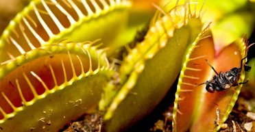 Как венерина мухоловка понимает, что пора захлопывать ловушку