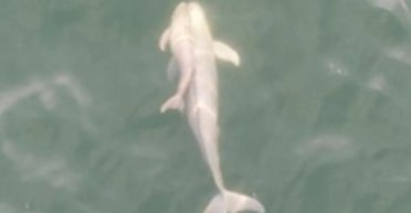 Таке спостерігали вперше: дрон зняв рідкісну поведінку безперих морських свиней (відео)