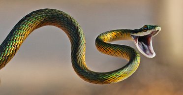 Раскрыт секрет эволюционного успеха змей: впервые показано, как они наносят смертельные укусы