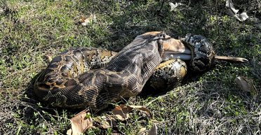 Назван вид, который упорно продолжает эволюционировать в каннибалов: зачем ему это