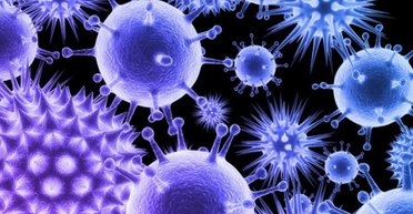 В Индии произошла новая вспышка смертельного вируса Нипах: существует ли угроза новой пандемии (видео)