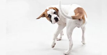 Небезпечний сигнал. Учені пояснили, чому собаки ганяються за своїм хвостом і кусають його