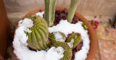 Чи можна поливати кімнатні рослини розталим снігом: що кажуть експерти