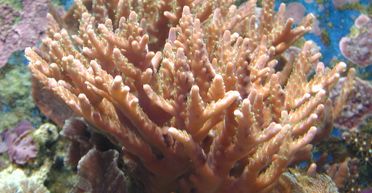 Назван год, когда все коралловые рифы в мире могут исчезнуть: конец ближе, чем думали