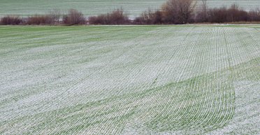 Гектари на свободі. Як у 2021 році буде працювати ринок землі