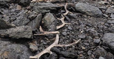 Подо льдами Норвегии найдены древние копья: впервые в истории нечто подобное нашли здесь (фото)