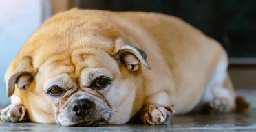 Ожирение, диабет и артрит: домашние животные все больше похожи на своих хозяев