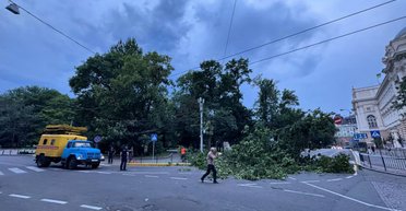 Деревопад і піщана буря: Львів накрила потужна негода (відео)