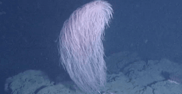 "Зоряні війни" на дні океану: вчені відкрили новий корал та назвали його Чубаккою (фото)