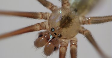 Живут в каждом доме: действительно ли пауки-сенокосцы смертельно ядовиты