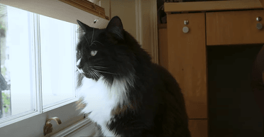 Національне надбання: який вигляд має найемпатичніший кіт Великої Британії (відео)