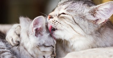 Ученые рассказали, почему животные облизывают своих новорожденных