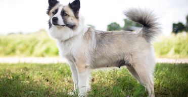 До числа породистих зарахували ще одного пса: хто потрапив у список (фото)