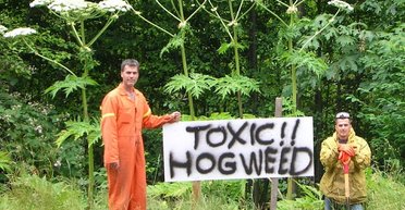 Опасное растение, от которого страдает Украина, теперь захватывает Британию