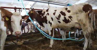 Газовый гамбит. Сумели ли договориться Гройсман и Коболев