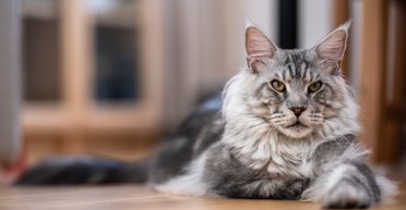 Добродушні коти-гіганти: 7 причин закохатися в мейн-куна (фото, відео)