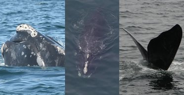 Гигантские Еж, Лазанья и Брюссельская капуста "поселились" в океане: странные имена им дали люди