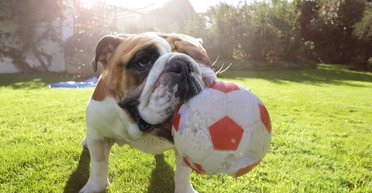 Можно ли научить собак разговаривать: ученые проводят необычный эксперимент