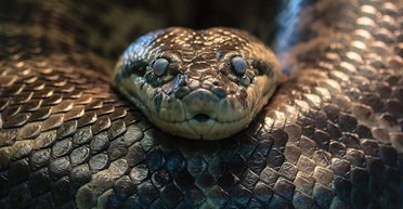 Украинская "анаконда". Почему мы оказались  позади России в рейтинге экономической свободы