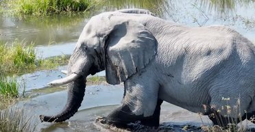 Слоны, вулканы и древние города: дрон поможет посетить уникальные места онлайн (видео)