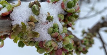 В Украину вернулась зима: какие регионы страны засыпало снегом (фото, видео)