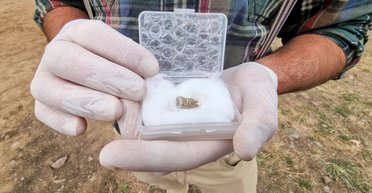 В Грузии нашли человеческий зуб возрастом 1,8 миллиона лет (фото)