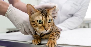 Проєкт на 2 етапи: в Україні з'являться електронні ветпаспорти для домашніх тварин