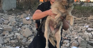 Жил 3 дня: в Сумах умер пес, которого нашли после ракетного удара ВС РФ (видео)