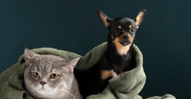 Як зберегти в чистоті дім, де живуть собаки чи коти: 14 практичних порад