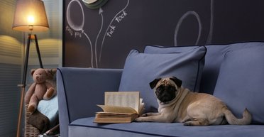 Как не допустить собачьего запаха дома: стоит просто заменить несколько вещей