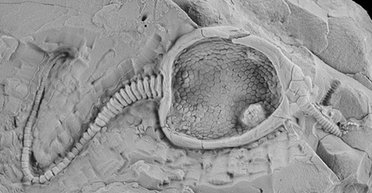 I'll be back. Організм віком 450 мільйонів років повернувся до життя у формі робота (відео)