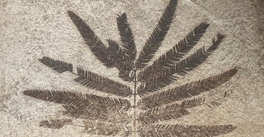 За утреннюю чашку кофе мы должны благодарить динозавров: их вымирание не пропало даром