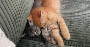 Неразлучных котят приютили вместе: то, что увидела хозяйка дальше, стало вирусным (видео)