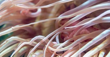 У центрі Тихого океану знайдено життя, якого тут бути не повинно: як воно опинилося у цьому мысці