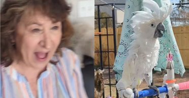 Папуга через 10 років сліпоти вперше побачив господиню після операції: зворушлива реакція