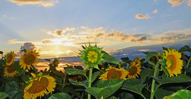 Как по маслу. Каким будет урожай подсолнечника и цены на подсолнечное масло в 2022 году