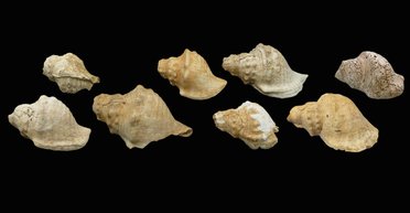 Змагалися гучністю із сиренами: 6000-річні мушлі-труби вразили вчених (фото)