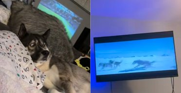 "Уперше усвідомив": хаскі після перегляду ТБ зрозумів, що має працювати