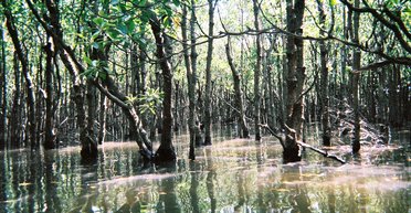 Амбициозный план по спасению мира от наводнений: в океане предлагают высаживать деревья