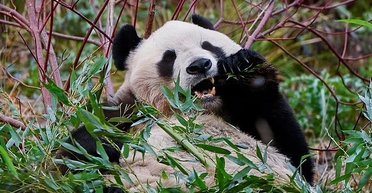 Слишком дорого содержать: Финляндия отправляет назад в Китай двух панд