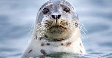 Нерпа сбежала от косаток и проехалась с ветерком на катере с рыбаками (видео)