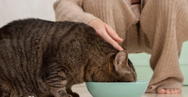 Кошки и молоко: почему этот продукт может быть опасным для здоровья домашних питомцев