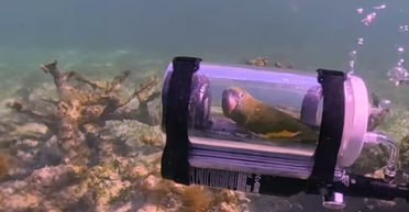 Крихітний папуга на Багамах борознить простори океану: досліджує світ на підводному човні (відео)