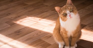 Кот молчит, но сердится: 5 вещей, которые на самом деле злят вашего любимца