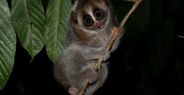 На Земле существует лишь один ядовитый примат: никто не смог бы их заподозрить (видео)