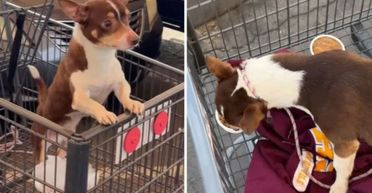 Жінка знайшла цуценя в кошику для покупок: вона й гадки не мала, що за цим стоїть (відео)