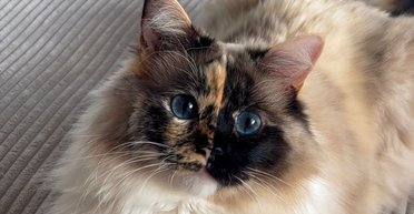 Люди не можуть відвести очей від "найкрасивішої кішки у світі": все через одну деталь (відео)